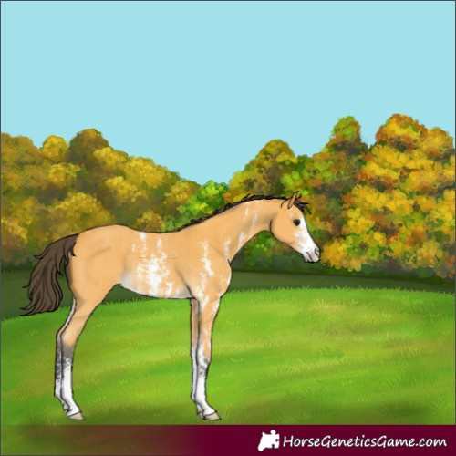 Horse Color:Buckskin Sabino Rabicano 