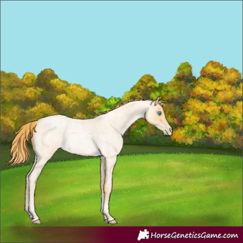 Horse Color:Buckskin Roan Pearl 