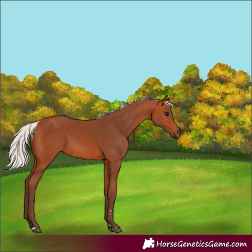 Horse Color:Silver Bay