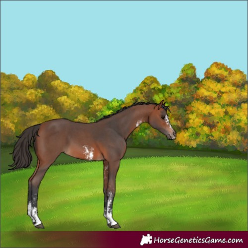 Horse Color:Bay Sabino
