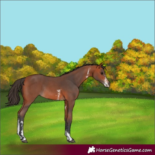 Horse Color:Bay Sabino Rabicano 