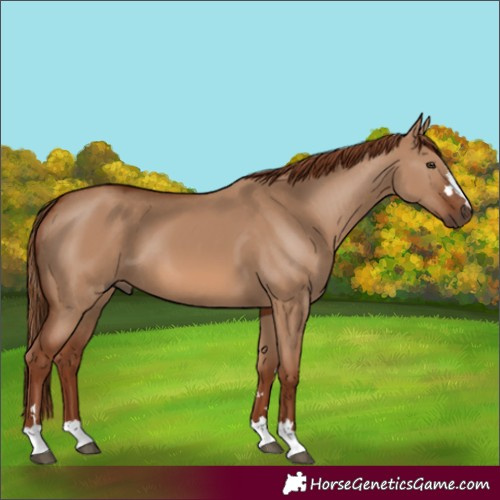 Horse Color:Red Dun 