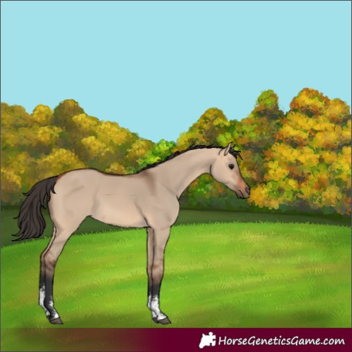 Horse Color:Bay Dun Sabino 