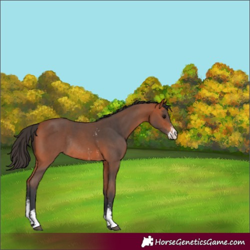 Horse Color:Bay Sabino Rabicano
