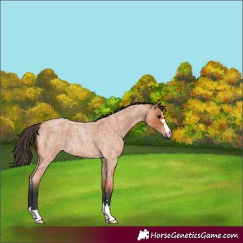 Horse Color:Bay Roan