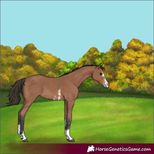 Horse Color:Bay Sabino