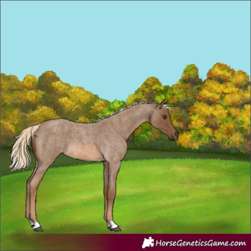 Horse Color:Chocolate Palomino Roan 
