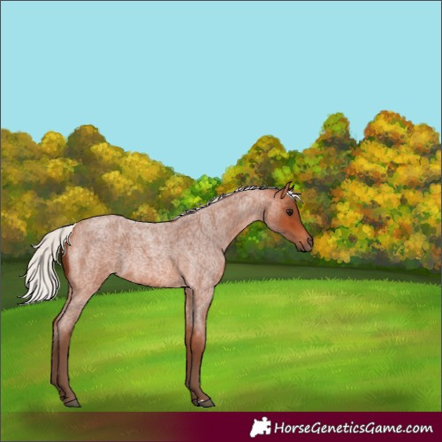 Horse Color:Silver Bay Roan