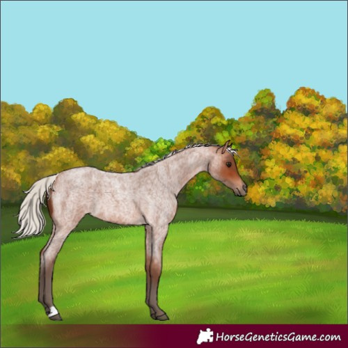 Horse Color:Silver Bay Roan 