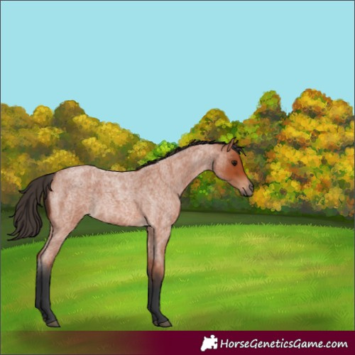 Horse Color:Bay Roan Rabicano