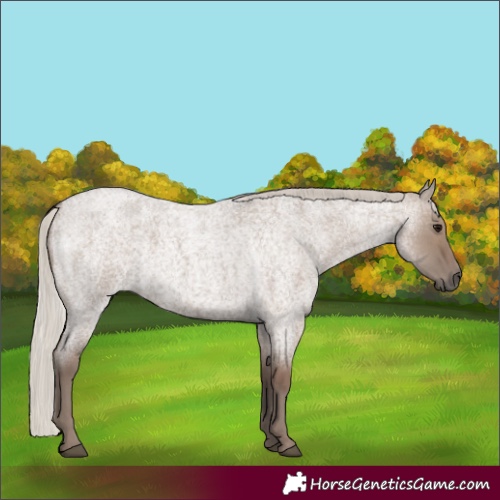 Horse Color:Silver Grullo Roan 