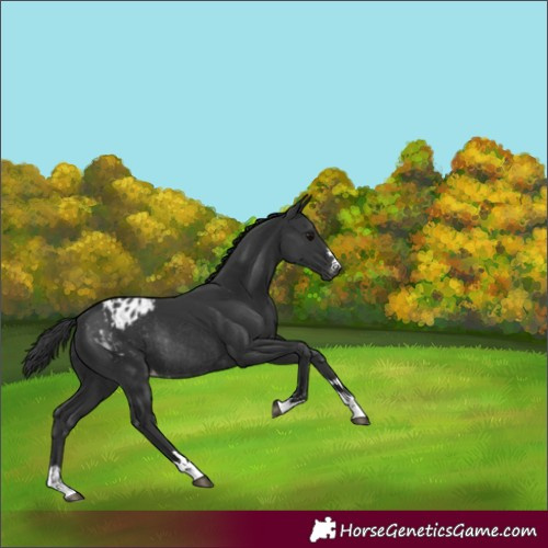 Horse Color:Black Appaloosa Rabicano 