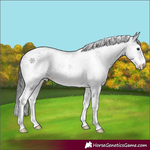 Horse Color:White Spotted Black 