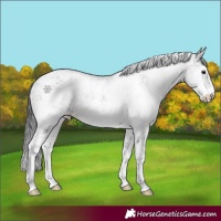 Horse Color:White Spotted Black 