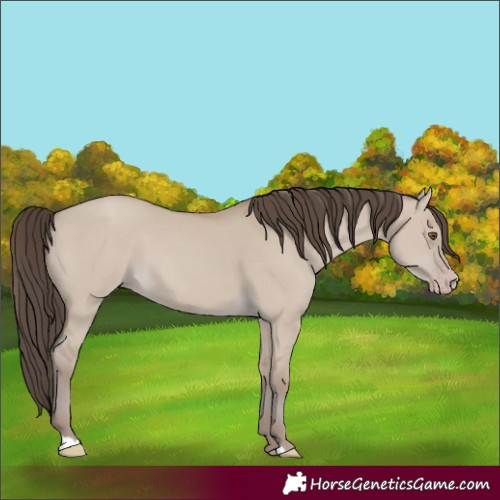 Horse Color:Classic Champagne Dun