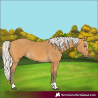Horse Color:Silver Buckskin