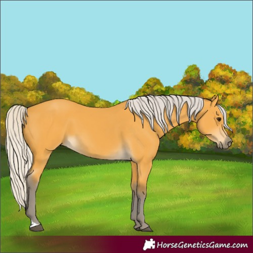 Horse Color:Silver Buckskin 