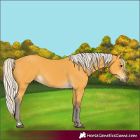 Horse Color:Silver Buckskin 