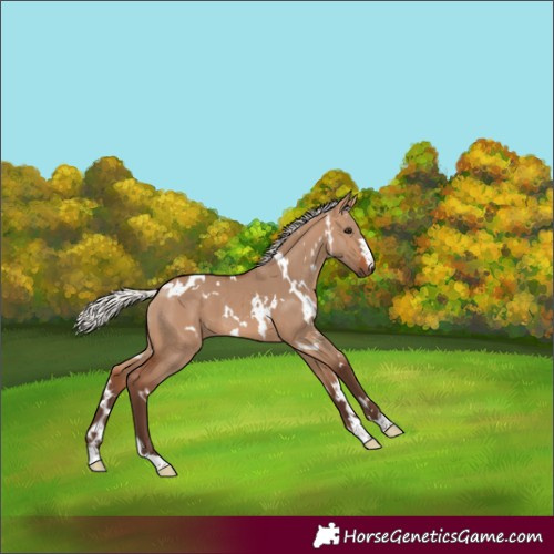 Horse Color:White Spotted Silver Brown Dun 