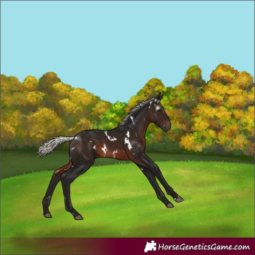 Horse Color:Gray White Spotted Silver Brown 