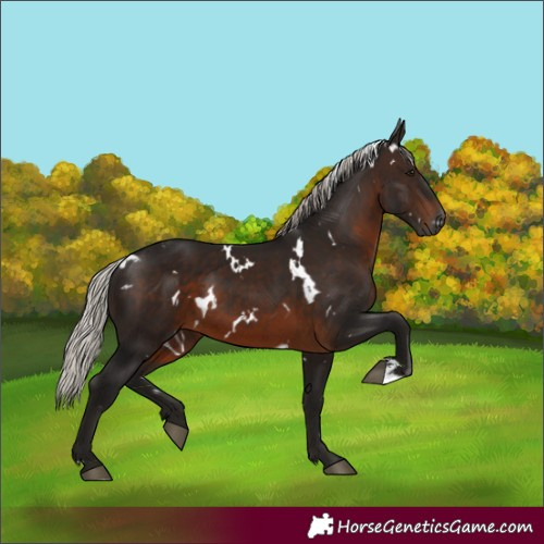 Horse Color:Gray White Spotted Silver Brown 