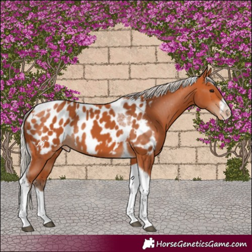 Horse Color:Silver Bay Tobiano Frame Appaloosa Rabicano 