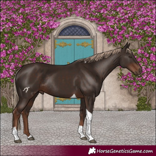 Horse Color:Liver Chestnut Tobiano Rabicano 