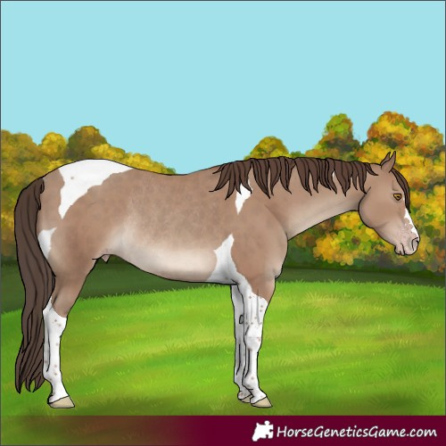 Horse Color:Classic Champagne Tobiano Rabicano