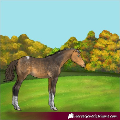 Horse Color:Buckskin Tobiano