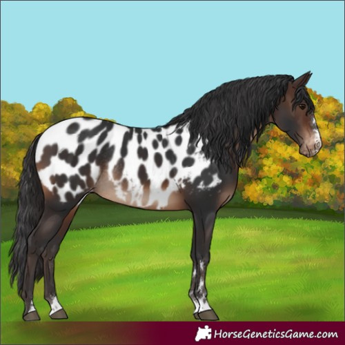 Horse Color:Brown Appaloosa Rabicano 