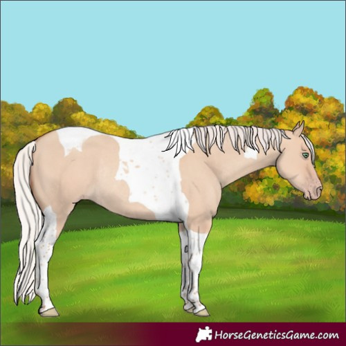 Horse Color:Silver Classic Champagne Dun Tobiano Rabicano