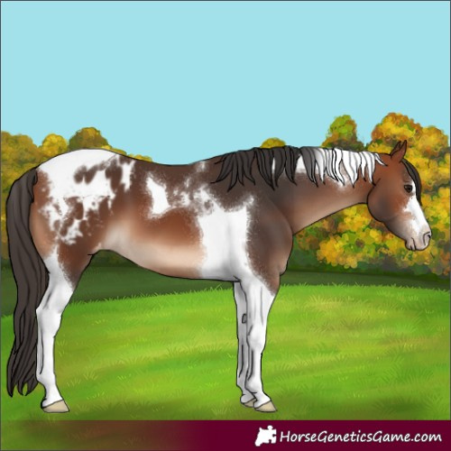 Horse Color:Bay Tobiano Appaloosa
