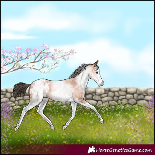 Horse Color:White Spotted Bay Roan Splash Appaloosa 