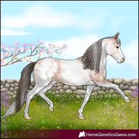 Horse Color:White Spotted Bay Roan Splash Blanket