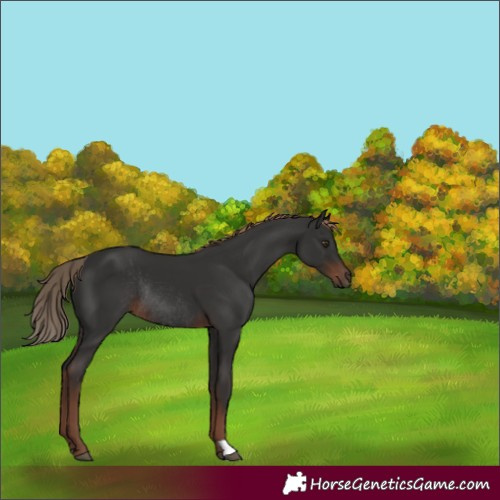 Horse Color:Liver Chestnut Rabicano 