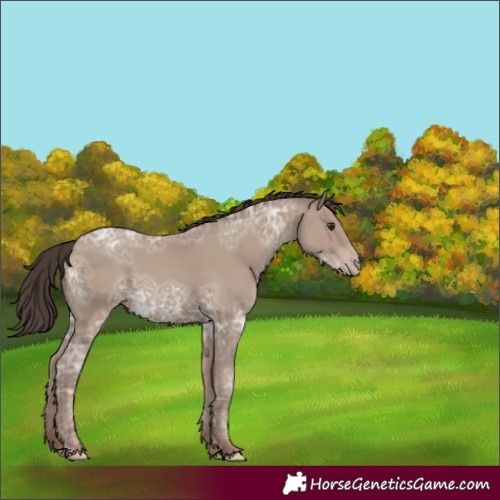 Horse Color:Unknown 