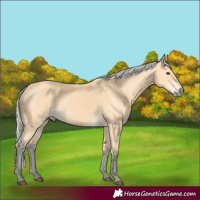 Horse Color:Silver Buckskin 