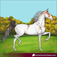 Horse Color:White Spotted Bay