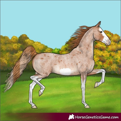 Horse Color:Unknown 