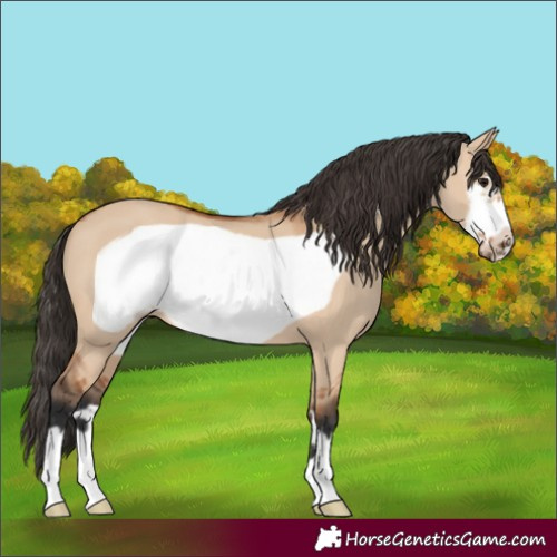 Horse Color:Bay Dun Frame 