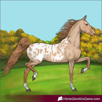 Horse Color:Red Dun Appaloosa