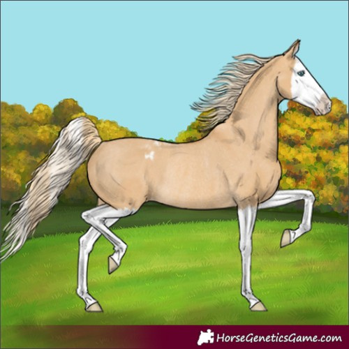 Horse Color:Red Dun Splash Appaloosa Rabicano 