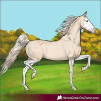 Horse Color:Red Dun Splash Blanket Rabicano 