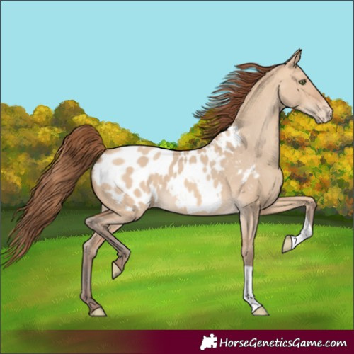 Horse Color:Amber Champagne Dun Blanket