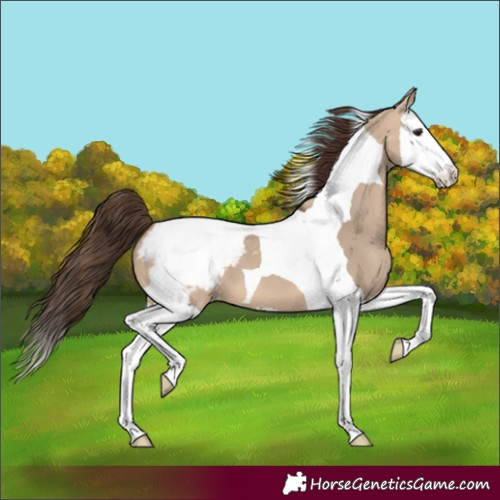 Horse Color:Bay Dun Splash Tobiano Appaloosa 
