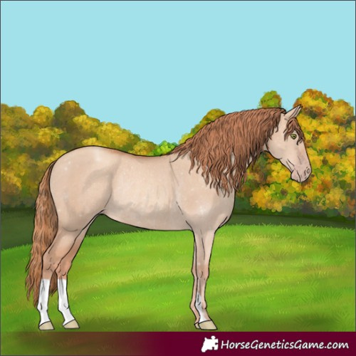 Horse Color:Gold Champagne Dun Rabicano 