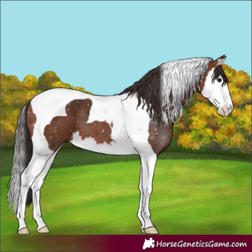 Horse Color:Bay Splash Tobiano 