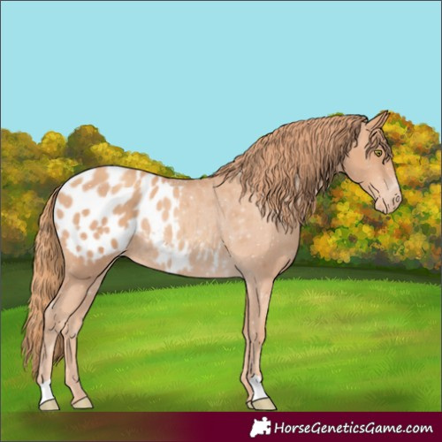 Horse Color:Gold Champagne Blanket Rabicano