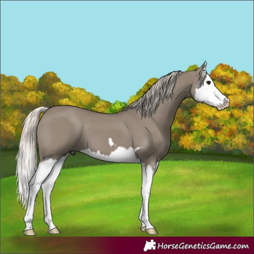 Horse Color:Silver Smoky Grullo Splash