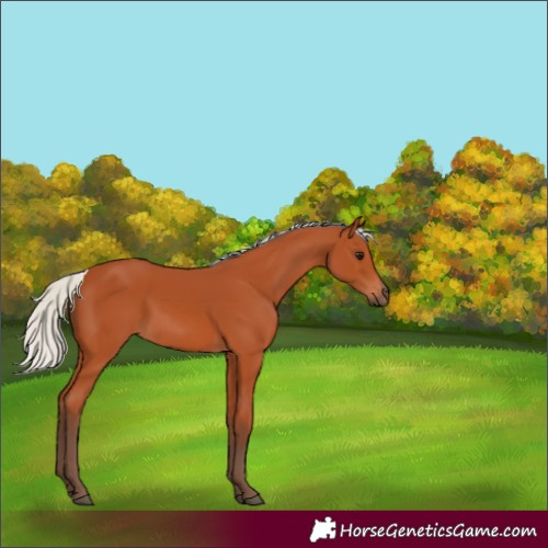 Horse Color:Silver Bay